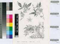 Rhus transvaalensis Engl.