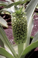 Eucomis autumnalis (Mill.) Chitt.
