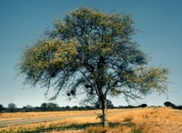 Acacia erubescens Welw. ex Oliv.