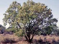 Acacia caffra (Thunb.) Willd.