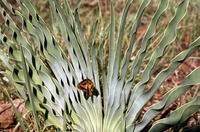 Boophone disticha (L.f.) Herb.