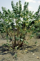 Calotropis procera (Aiton) R.Br.