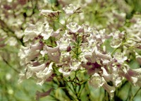 Jacaranda mimosifolia D.Don