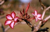 Adenium obesum (Forssk.) Roem. & Schult. var. multiflorum (Klotzsch) Codd
