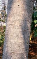 Anthocleista grandiflora Gilg