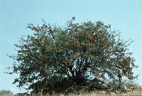 Albizia brevifolia Schinz