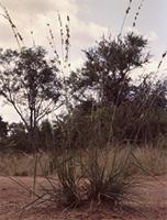 Schmidtia pappophoroides Steud.