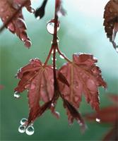Acer palmatum Thunb.