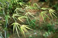 Acer palmatum Thunb.