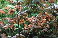 Acer palmatum Thunb.