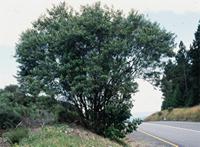 Buddleja saligna Willd.