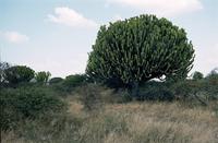 Euphorbia ingens E.Mey. ex Boiss.