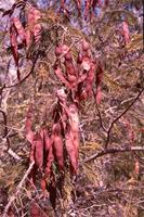 Acacia ataxacantha DC.