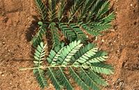 Acacia burkei Benth.