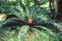 Encephalartos ferox G.Bertol.