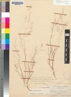 Syntype of Aristida scabrivalvis Hack. subsp. scabrivalvis [family POACEAE]
