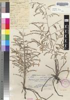 Holotype of Protasparagus pendulus Oberm. [family ASPARAGACEAE]