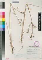 Filed as Juncus oxycarpus E.Mey. ex Kunth [family JUNCACEAE]