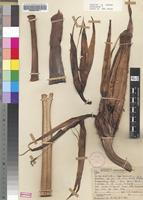 Holotype of Strelitzia caudata R.A.Dyer [family STRELITZIACEAE]