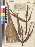 Holotype of Strelitzia caudata R.A.Dyer [family STRELITZIACEAE]