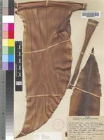 Holotype of Strelitzia caudata R.A.Dyer [family STRELITZIACEAE]