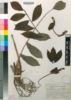 Filed as Zamioculcas zamiifolia (Lodd.) Engl. [family ARACEAE]