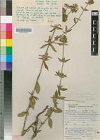 Isotype of Agathisanthemum angolense Bremek. [family RUBIACEAE]