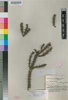 Isoneotype of Euphorbia griseola Pax subsp. griseola [family EUPHORBIACEAE]