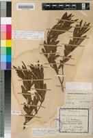 Isotype of Rhus oblanceolata Schinz [family ANACARDIACEAE]