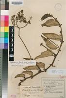 Type of Cyphostemma humile (N.E.Br.) Desc. ex Wild & R.B.Drumm. subsp. dolichopus (C.A.Sm.) Wild & R.B.Drumm. [family VITACEAE]