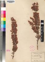Isotype of Erica rhodantha Guthrie & Bolus [family ERICACEAE]