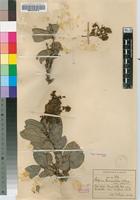 Isotype of Galpinia transvaalica N.E.Br. [family LYTHRACEAE]