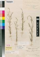 Neotype of Lophiocarpus dinteri Engl. [family PHYTOLACCACEAE]