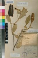 Holotype of Ritchiea langii Oberm. [family CAPPARACEAE]