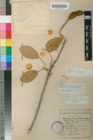 Holotype of Ritchiea langii Oberm. [family CAPPARACEAE]