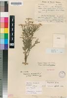Type of Sisymbrium burchellii DC. var. burchellii [family BRASSICACEAE]