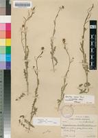 Type of Sisymbrium marlothii O.E.Schulz [family BRASSICACEAE]
