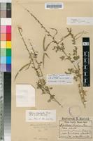 Isotype of Cleome bicolor (Pax) Gilg [family CAPPARACEAE]