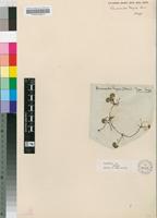 Isotype of Ranunculus meyeri Harv. [family RANUNCULACEAE]