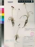 Filed as Cyperus schlechteri C.B.Clarke [family CYPERACEAE]
