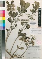 Holotype of Pavetta vanwykiana Bridson [family RUBIACEAE]