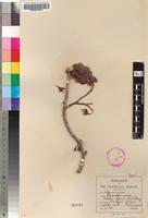 Isotype of Schotia rogersii Burtt Davy [family FABACEAE]
