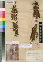 Holotype of Aloe excelsa A.Berger var. excelsa [family ASPHODELACEAE]