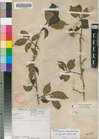 Isotype of Canthium oligocarpum Hiern [family RUBIACEAE]