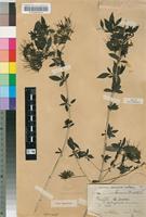 Holotype of Pavetta delagoensis Bremek. [family RUBIACEAE]