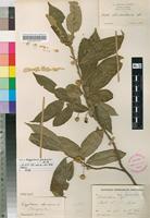 Syntype of Kiggelaria glabrata Gilg [family ACHARIACEAE]