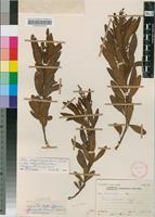 Isotype of Rhus oblanceolata Schinz [family ANACARDIACEAE]