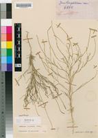 Neotype of Lophiocarpus dinteri Engl. [family PHYTOLACCACEAE]