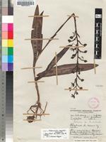 Isotype of Habenaria myodes Summerh. subsp. myodes [family ORCHIDACEAE]