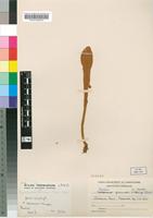 Isotype of Cyclophorus rhodesianus C.Chr. [family POLYPODIACEAE]